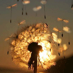 99px.ru аватар Одуванчик на фоне закатного неба