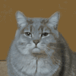 Аватар Зевающий кот