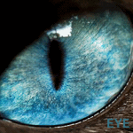 99px.ru аватар Кошачий глаз (Eye)