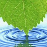 99px.ru аватар Кончик листочка касается воды