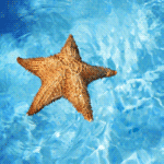 99px.ru аватар Морская звезда в воде