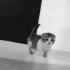 Аватар Маленький котёнок куда-то бежит