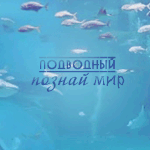 99px.ru аватар Плавают рыбы ( подводный познай мир )