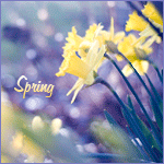 99px.ru аватар Нарциссы (spring / весна)