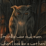 Аватар Сова под дождём (I'm still a wise owl, even when I look like a wet hen / Я все еще мудрая сова, даже когда выгляжу как мокрая курица)