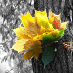99px.ru аватар Желтые листья на стволе дерева
