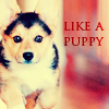 99px.ru аватар Радостный щенок бежит (Like a puppy / Как щенок )