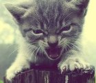 Аватар Котёнок злится