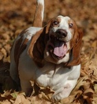 99px.ru аватар Собака бежит по засохшим листьям и будто улыбается