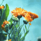 99px.ru аватар Оранжевые цветы
