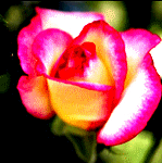 99px.ru аватар Лепестки розы переливаются разными цветами