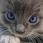 99px.ru аватар Серый котёнок с сиреневыми глазами
