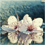 99px.ru аватар Цветки вишни на зеркальной поверхности