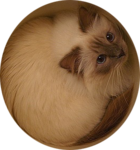 Аватар Кошка выглядывает из коробки