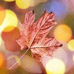 99px.ru аватар Осенний кленовый лист на фоне бликов-боке