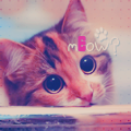 99px.ru аватар Кошка внимательно смотрит (Meow / Мяу?)