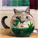 99px.ru аватар Кот смотрит на аквариум, где плавает золотая рыбка