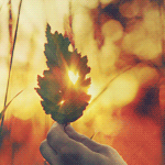 99px.ru аватар Осенний листочек, через который просвечивает солнце, в руке