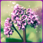 99px.ru аватар Сиреневые цветы