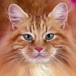 99px.ru аватар Морда рыжего кота