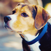 99px.ru аватар Собака породы Бигль / Beagle  пристально смотрит