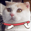 Аватар Прикольный кот делает разные фигурки из воздушного шарика