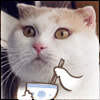 99px.ru аватар Прикольный кот ест рамен