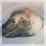 99px.ru аватар Белая крыска спит под одеялом с игрушечным мишкой в обнимку