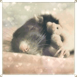 99px.ru аватар Спящая крыска с мишкой
