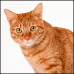 99px.ru аватар Рыжий кот на белом фоне
