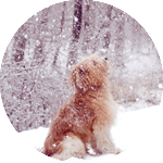 Аватар Собака сидит и смотрит на снег