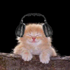 99px.ru аватар Рыжий котенок слушает музыку в наушниках