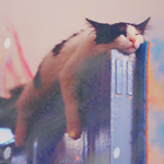 99px.ru аватар Черно-белый кот спит на двери