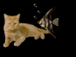 99px.ru аватар Рыжий кот внимательно наблюдает за плавающей аквариумной рыбкой