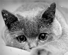 99px.ru аватар Грустный кот смотрит на падающий снег