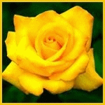 99px.ru аватар Желтая роза на фоне зеленых листьев
