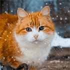 99px.ru аватар Рыжая кошка с белой грудкой сидит на фоне падающего снега
