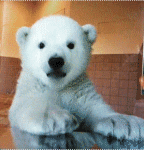99px.ru аватар Белый медвежонок водит лапой по стеклу
