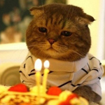 99px.ru аватар Кот празднует свой день рождения