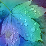 99px.ru аватар Кленовый лист с каплями воды в фиолетово-зелёном цвете