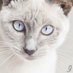 Аватар Сиамская кошка
