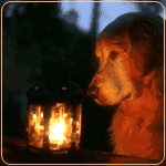 99px.ru аватар Золотистый ретривер смотрит на горящую лампочку