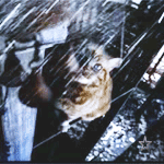 99px.ru аватар Кот наблюдает за звенящими колокольчиками под проливным дождем, кадр из клипа Outcast - Miss Jackson