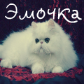 99px.ru аватар Белый персидский кот, логин Эмочка