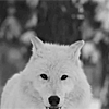 99px.ru аватар Белый волк, прижав уши, воет