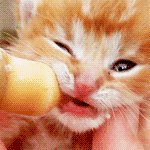 99px.ru аватар Рыжего котенка кормят с бытылочки