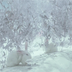 99px.ru аватар Белые кролики на белоснежном снегу у искусственного пруда, где растут лотосы