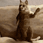 99px.ru аватар Танцующий кот