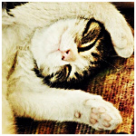 99px.ru аватар Кошечка сладко спит на спине положив лапу на морду