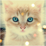 99px.ru аватар Рыжий котенок с голубыми глазами
